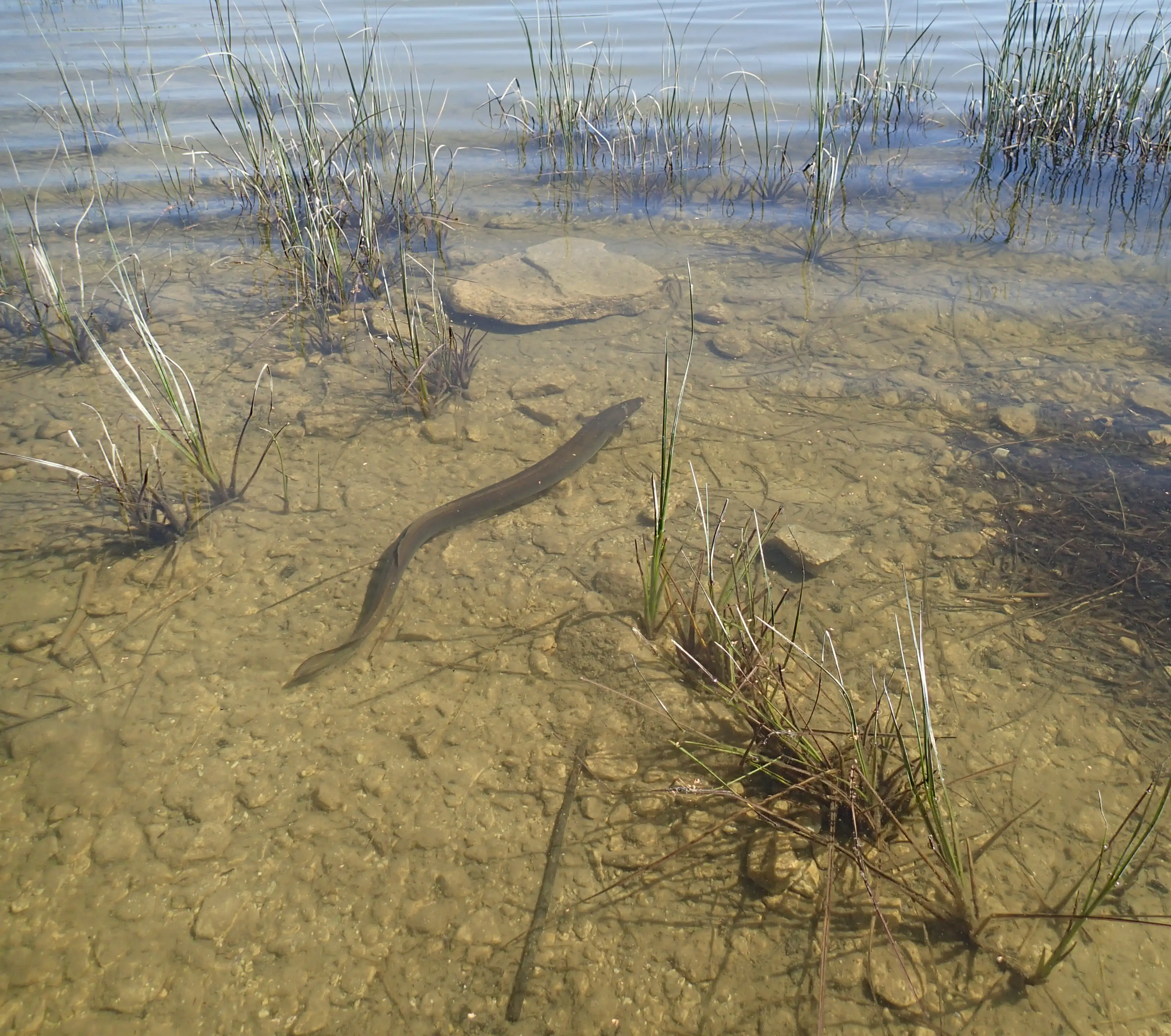 Picture of an eel
